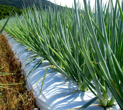 Frozen Kujo-Leek