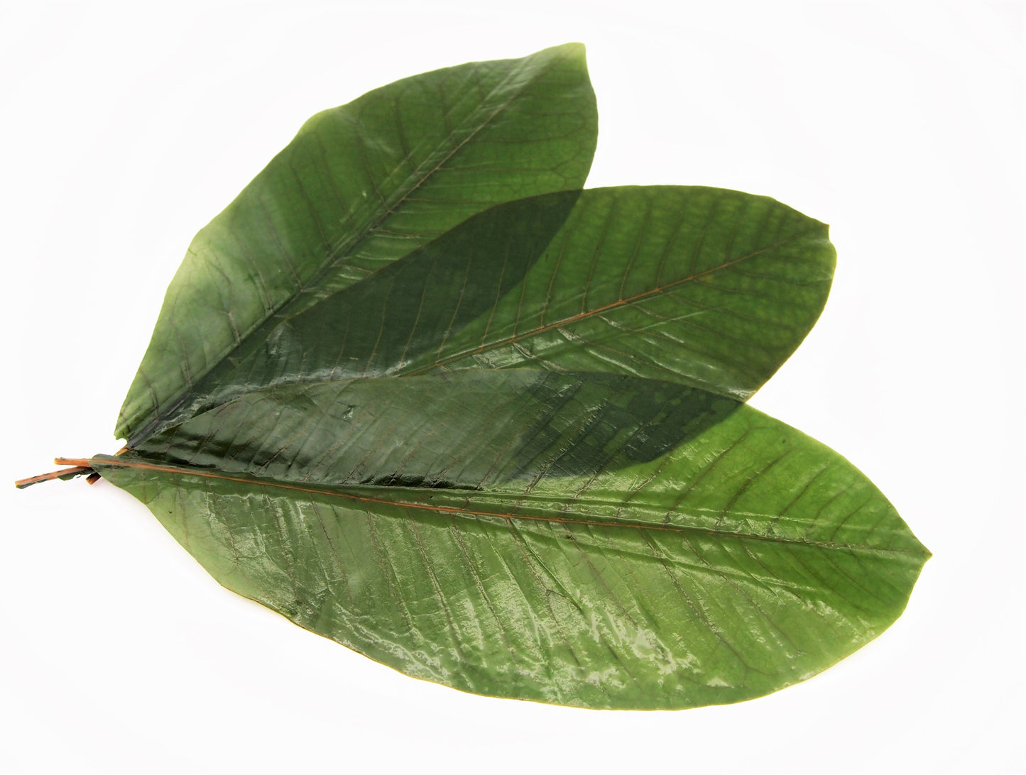 Boiled Magnolia Leaves (Ao Hoba)