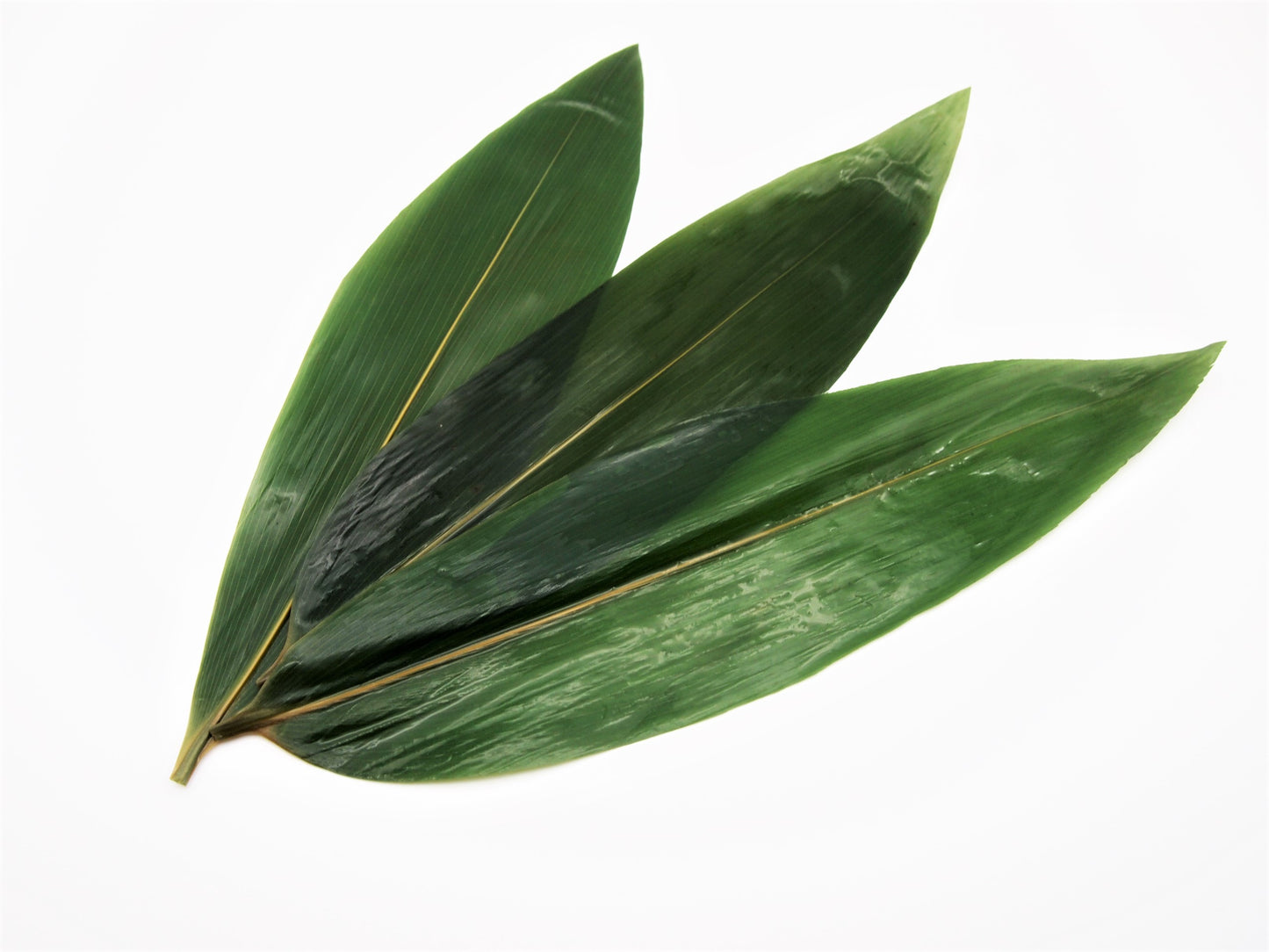 Boiled Bamboo Leaves (Sasa No Ha)